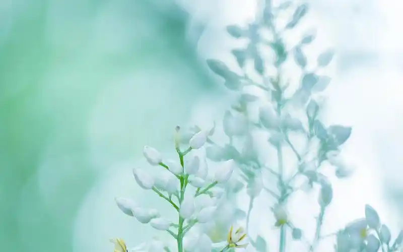 回车桌面>电脑壁纸>花卉>植物>遇见小清新南天竹>