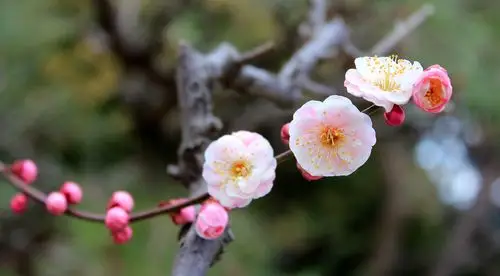 漂亮的杏花树枝