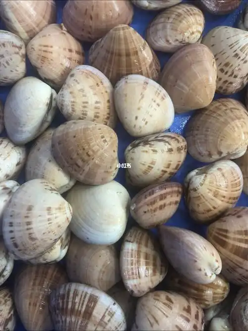 各类活贝壳类海鲜谢谢到货