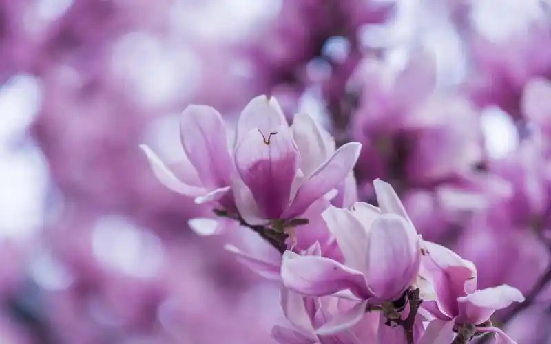 玉兰花的寓意,高清壁纸图片,鲜花背景-回车桌面