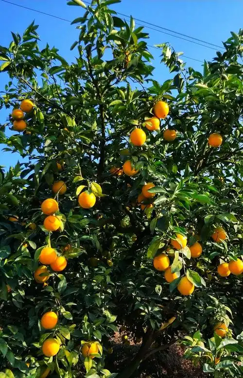 老年大学诗词鉴赏班活动掠影 - 美篇