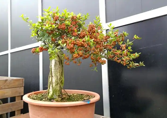 火棘生桩怎么快速发根,多久可以养胚造型成熟桩?