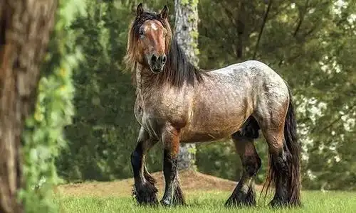 不为人知的冷血马品种性格安静沉稳力量强大出众