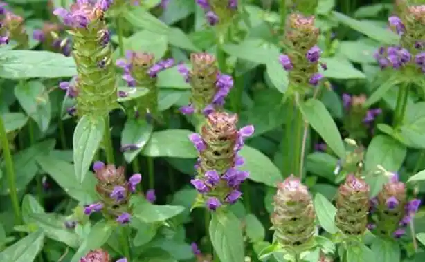 夏枯球多少钱一斤?2021年夏枯草商机有多大?