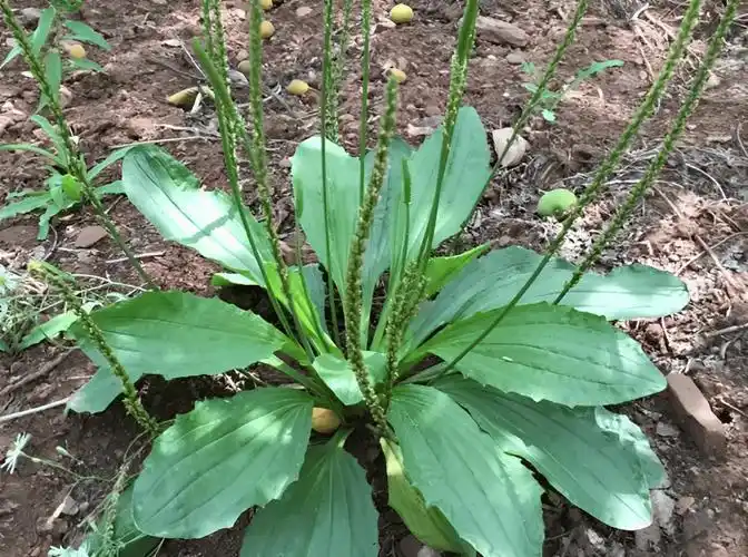 俗称"壮肾草",农村老人喜欢种,菜地里种一片,懂它的人会爱惜_植物
