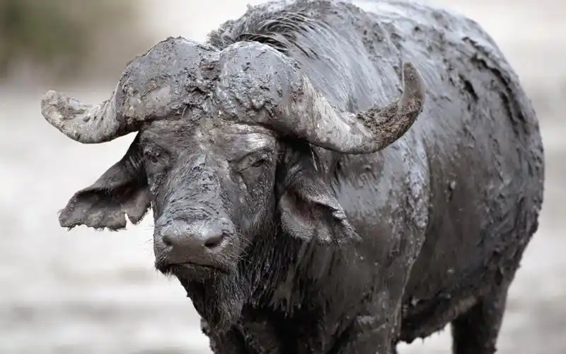 壁纸 泥覆盖水牛