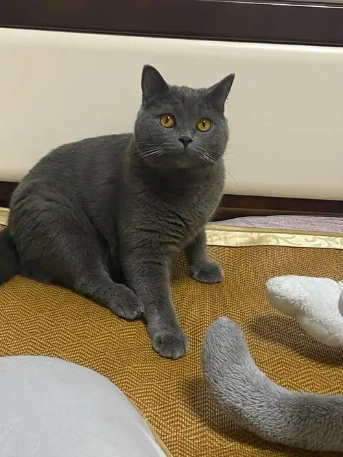 英短蓝猫也没想到长大后会这么圆