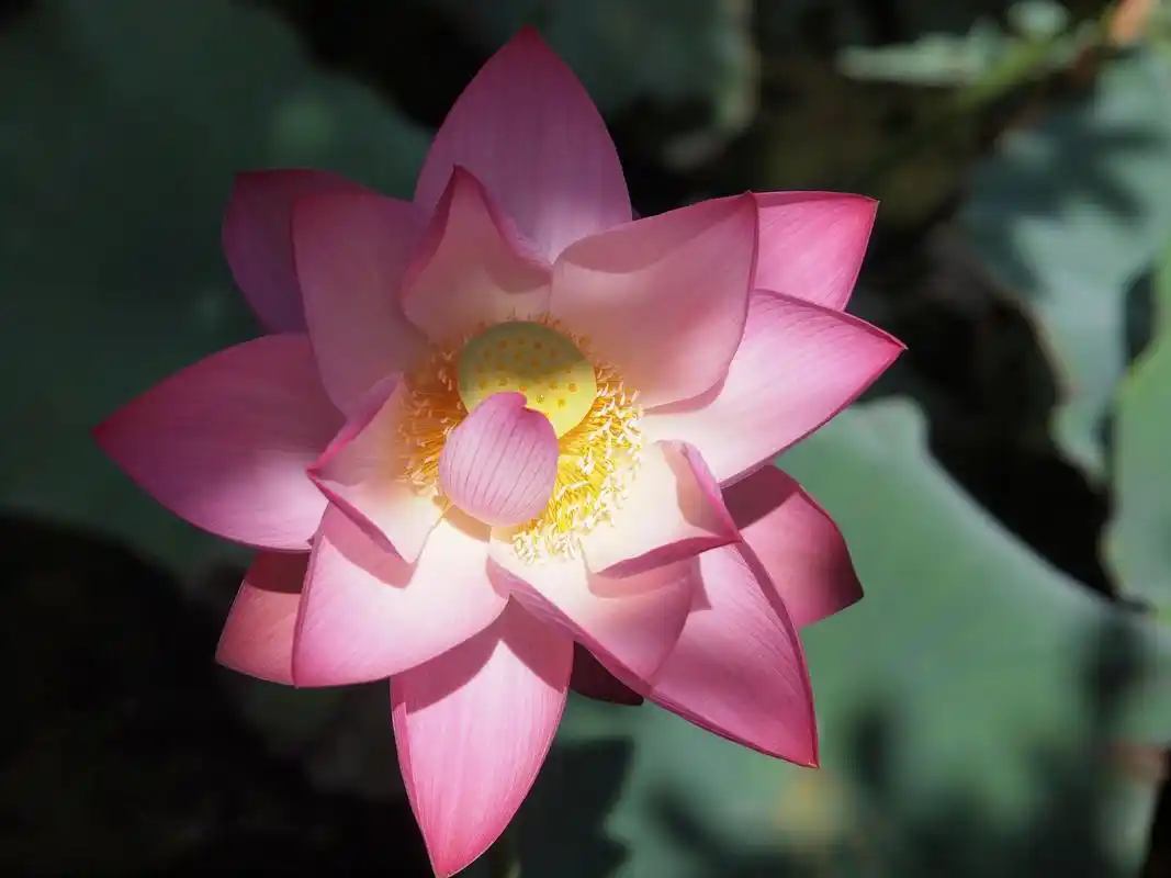 莲花跟荷花是不是同一种花,有什么区别,为什么佛教喜欢用莲花?  在日