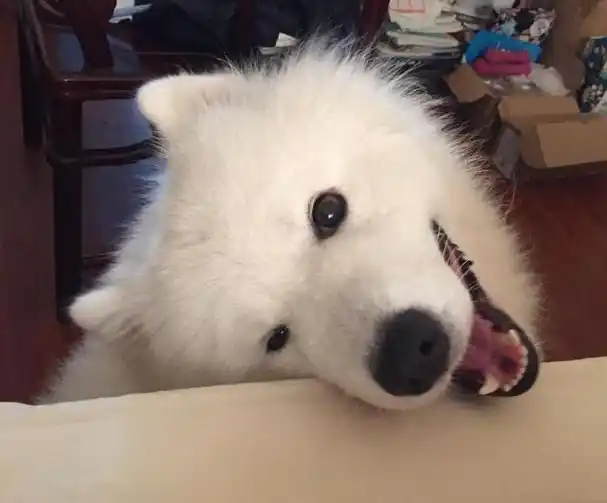 这些爱撒娇的狗狗中让你最无法抵抗的是谁