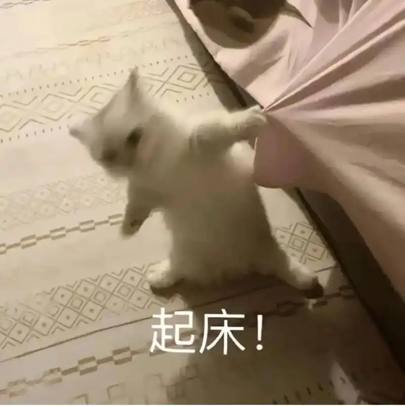 叮,点击查收你的专属小奶猫叫醒服务.#每一帧都是热爱 #夏天 - 抖音