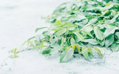 绿色护眼高清花卉植物图片壁纸