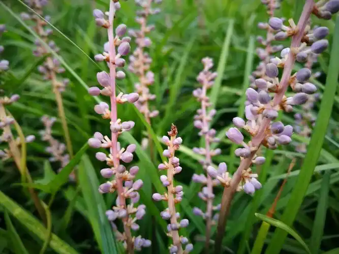 幽幽山麦冬,串串淡紫花