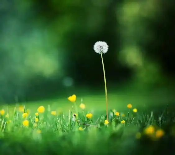 求 绿色系富有生命力的手机壁纸 小清新一些 不胜感激! - 知乎