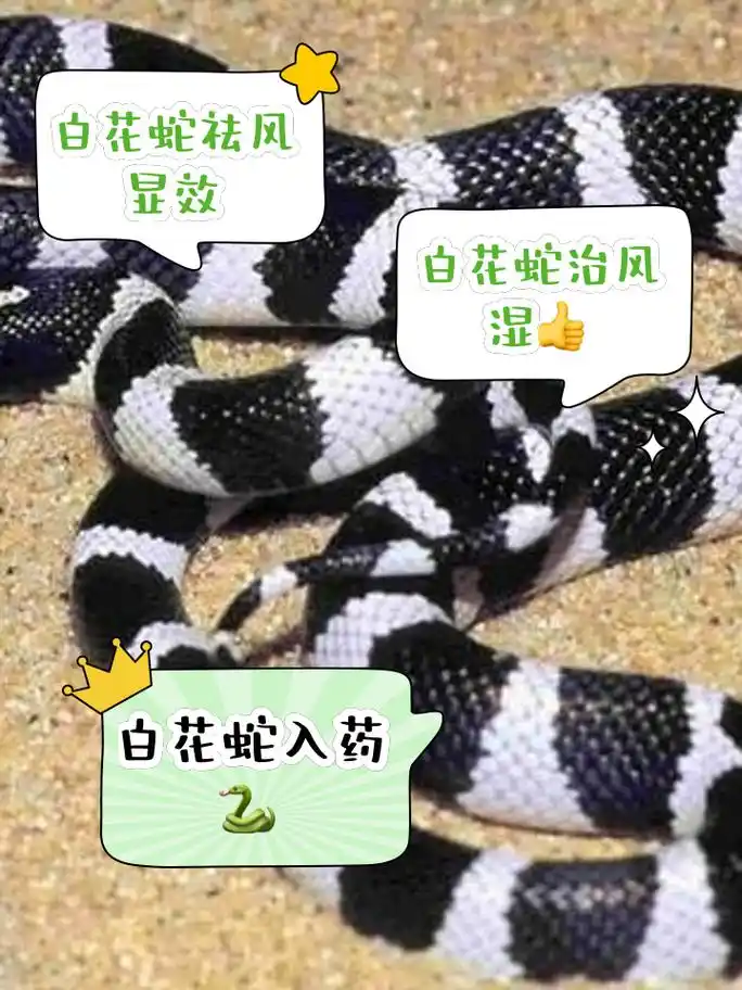 小白花蛇的功效与作用