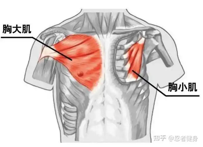 在开始分享胸肌的锻炼方法之前,我们需要先了解胸肌由哪些肌肉组成