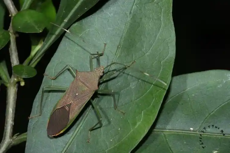 鉴定学名 刺副黛缘蝽  paradasynus spinosus hsiao, 1963待审定