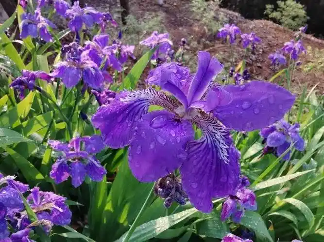 我爱这些蓝色的花