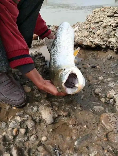 水库钓到一米多长黄箭鱼水库老板归还票钱还连连道谢