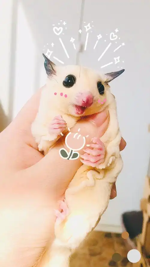 我的蜜袋鼯宝也很可爱