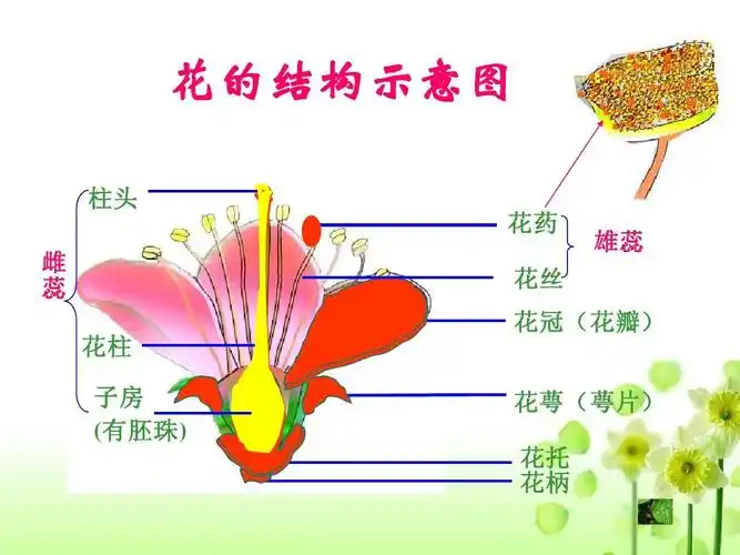 初中生物的花的结构和说课稿 花的结构示意图 柱头 花药 雌 蕊 花柱