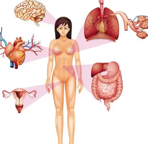 女人身体结构图女人身体结构图女人身体结构图