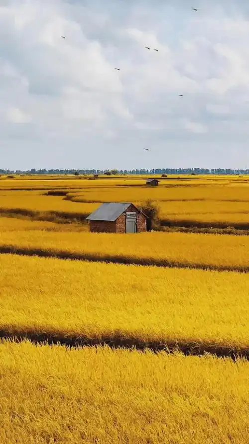 丰收节 ,果实累累,福气满满|满树|秋叶|葡萄|秋收_网易订阅