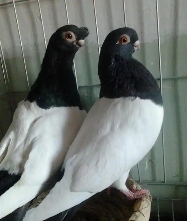 铁翅,俄罗斯国鸟,产自我国