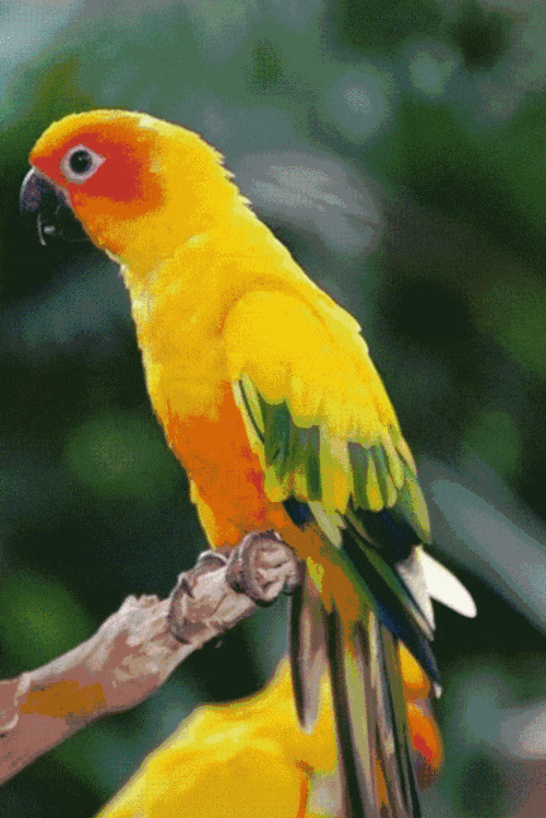 百万级奇趣百鸟嬉戏谷空降吾悦!速来围观啦