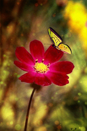 会动的照片,花飞蝴蝶乱,太美了!值得收藏