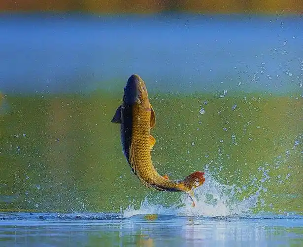 鲤鱼晴跃桃花浪读图偶拾149