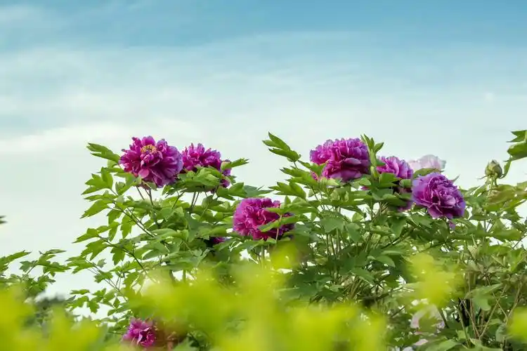 蓝天白云下,洛阳古神州,牡丹春风里,富贵非寒夕.