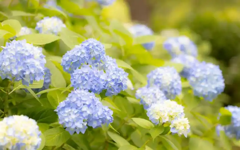 唯美淡雅的绣球花桌面壁纸