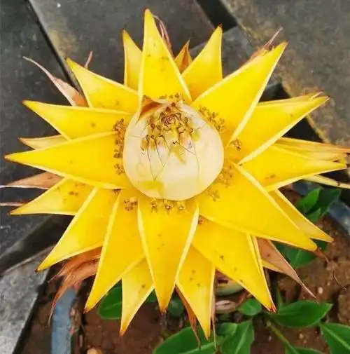 很深的佛教寓意,相传佛祖诞生时,所踏出的每一步都会生出金灿灿的莲花