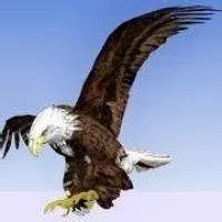 微信头像雄鹰展翅大全【点击鼠标右键下载】