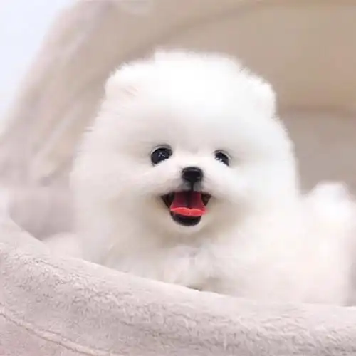 纯种博美犬幼茶杯小狗幼犬茶杯狗迷你泰迪狗宠物狗狗