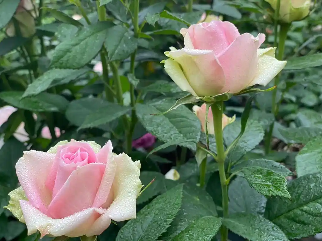 最爱月季系列93 新星 新星 日月 中灌,高度约1.