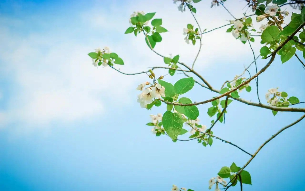 清新护眼植物花卉高清图片电脑壁纸高清大图预览1920×1200_植物壁纸