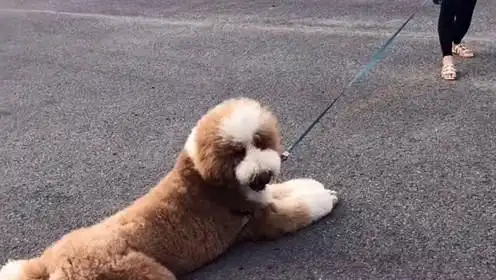 太懒了,竟然赖着不走,还想主人抱着