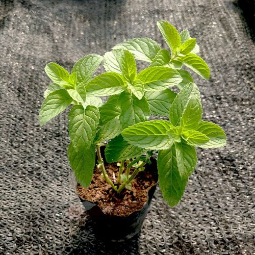 食用薄荷盆栽苗 苏格兰薄荷 叶子吃起来比较清凉口感不错食用香草