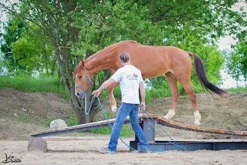人要学习,马也是!如何帮你的马在学习中取得进步?