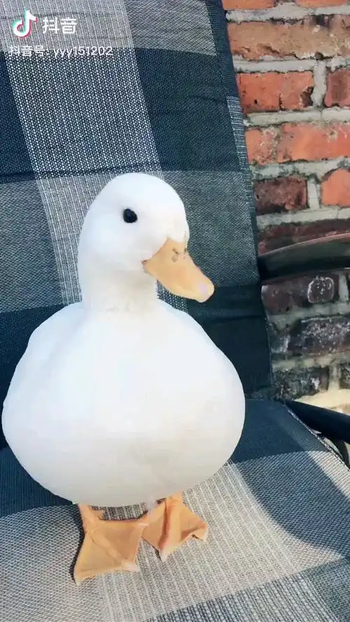 哈哈第一次知道鸭子笑起来这么可爱