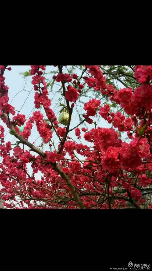 桃花艳!桃花美!桃花满天飞!桃花遍地红!三月桃花笑春风!