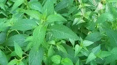 俗称熊胆草,血风草,黄汁草,溪草,香茶菜,黄连等,主产于湖南,四川,云南