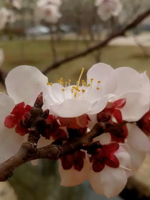 桃花有单瓣,重瓣,颜色有粉红,深红,纯红,纯白以及红白复色等等.
