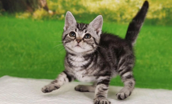 我要买猫 美国短毛猫 北京朝阳美国短毛猫 价钱 1000~10000元 品种