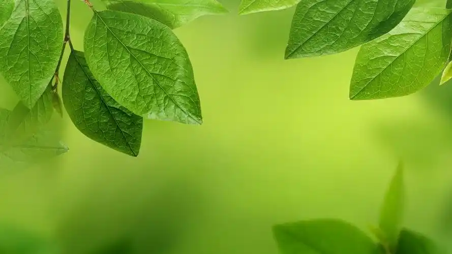 于2020-06-16上传元气壁纸平台,护眼壁纸【609】壁纸是一款电脑壁纸