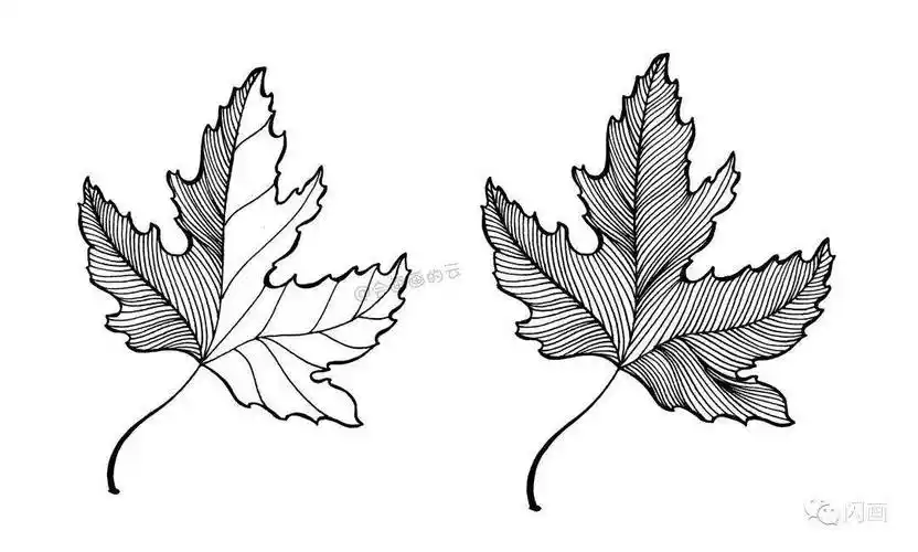 9款叶子黑白线描画,新手收藏!_手机搜狐网