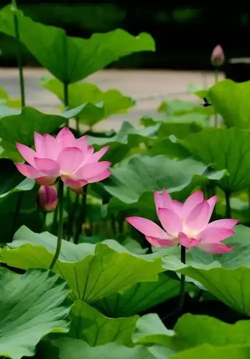 全开了最美荷花季这个夏天不容错过