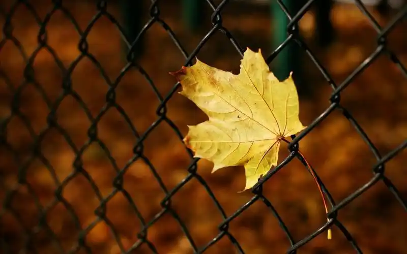 一叶知秋,铁丝网,栅栏,秋天,意境,风景小品,近景,大光圈,0901一叶知秋