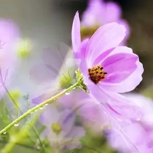 幸运草*^_^*头像